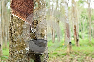 Milky Latex extracted from rubber tree , Source of natural rubber tree in thailand location