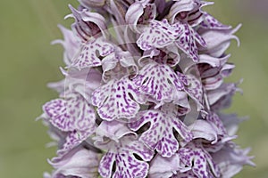 Milky Orchid blossom