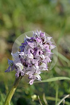 Milky Orchid, Crete