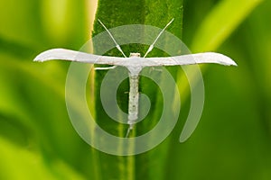 Milky Plume Moth - Hellinsia lacteodactylus