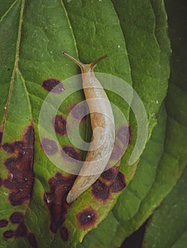 A Milky Slug on a leaf