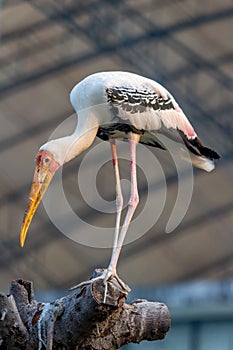 Milky Stork