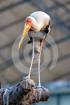 Milky Stork