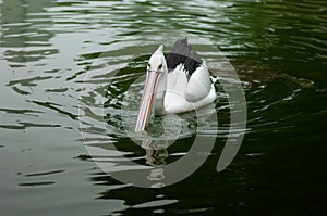Milky stork bird Mycteria cinerea swimming in the pond