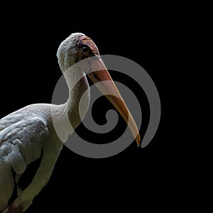 Milky Stork Portrait closeup