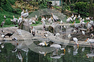 Milky storks bathe and fish in a small lake with other birds in Kuala Lumpur photo
