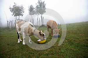 Milky two goats eating fodder photo
