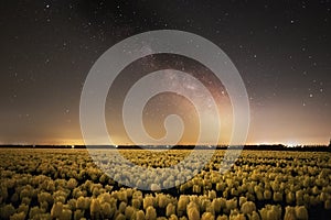 Milky way above a field of tulip fields in the Netherlands Spring Season