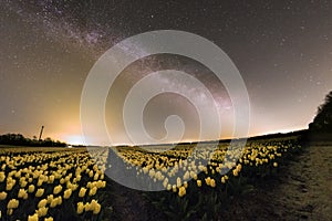 Milky way above a field of tulip fields in the Netherlands Spring Season