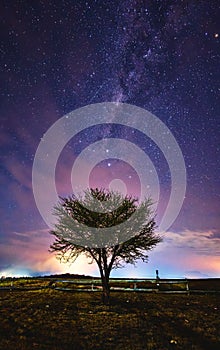 Milky Way Above Tree Silhouette