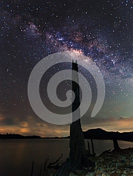 The milky way and the dead tree