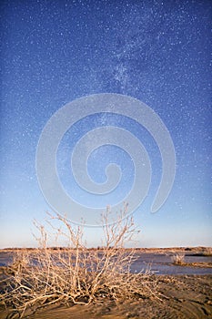 Milky Way and Dead Trees in the Night Sky