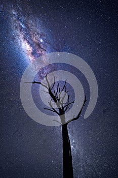 Milky Way galactic core shining brightly over old dead tree