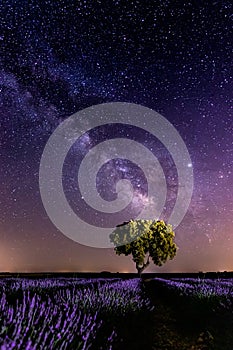 Milky Way and lavender fields