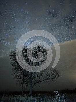 Milky way night sky stars and clouds over tree nightscape