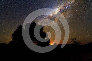 Milky way palm silhouette