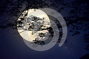 Milky Way star in night skies, full moon and old tree