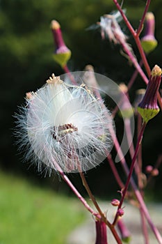 Milky white seed pod open and ready to disperse