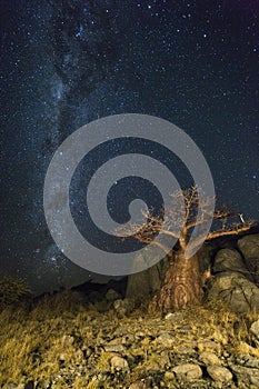The Milkyway and Baobab Tree