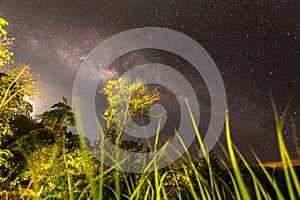 Milkyway in rainforest