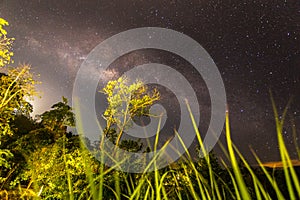 Milkyway in rainforest photo