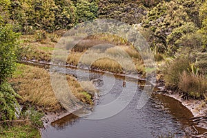 Mill Creek at Stewart Island in New Zealand.