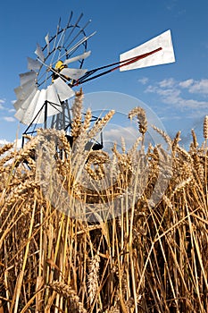 Mill n crops photo