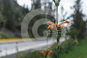 The mill plant, Leonotis nepetifolia (L.) R.Br., belongs to the family of Lamiaceae plants