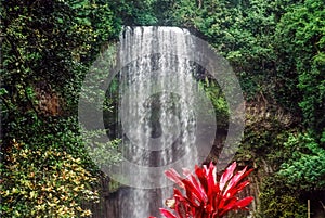 The Millaa Millaa Waterfalls in the Atherton Tablelands in Queensland photo