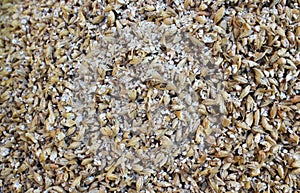 Milled Malted Barley in Close up, beer brewing ingredient