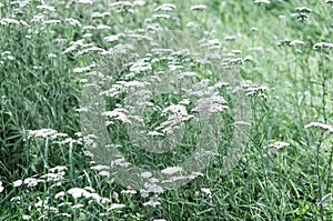 Millefolium flowers field