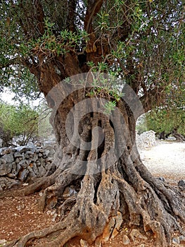 Millenar tree in Lun Olive Garden