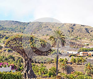 Millenary dragon tree on the island of Tenerife