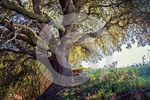 Millenary oak in the province of Segovia in the small town of Madriguera Spain photo