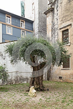 Millenary Olive Tree, Coimbra, Portugal photo