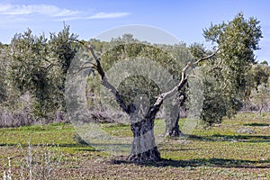 Millenary olive tree in an olive plantation for the production of extra virgin olive oil in Andalusia, Spain photo