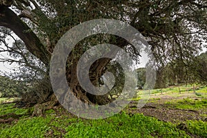 Millenary olive tree photo