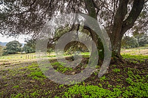 Millenary olive tree photo