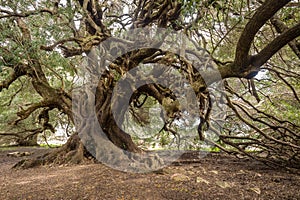 Millenary olive tree photo