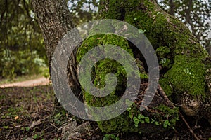 Millenary olive tree photo