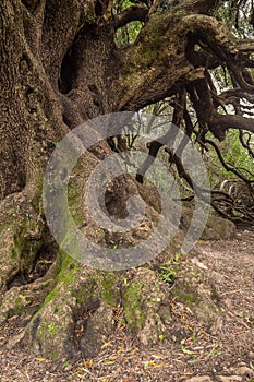 Millenary olive tree photo