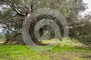 Millenary olive tree photo