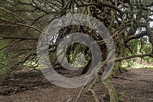 Millenary olive tree photo