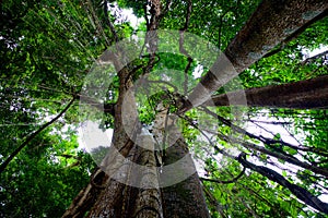 Millenary trees