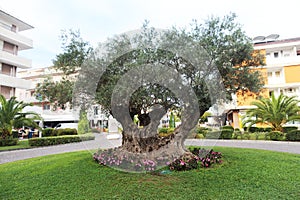 millenial old olive tree in the city