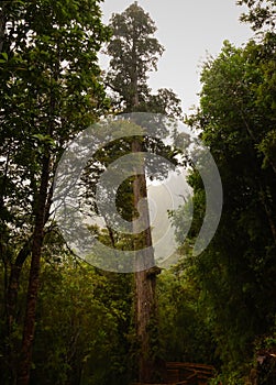 The Millennial Alerce in Alerce Andino National Park, Chile