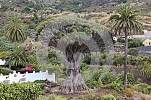 Millennial Drago tree at Icod de los Vinos photo