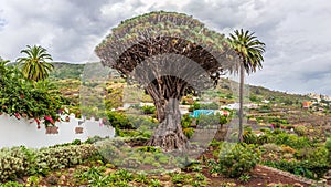 Millennial Drago tree at Icod de los Vinos, Tenerife - on Canary Island Tenerife photo