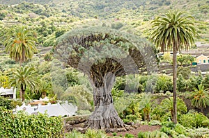 Millennial Drago tree at Icod de los Vinos, Tenerife.