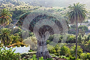 Millennial Dragon tree growing in Icod de los Vinos, Tenerife, C photo